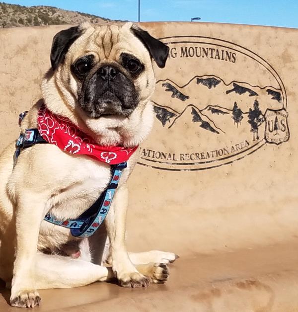 /images/uploads/pug nation rescue of los angeles/pugnation2020/entries/11741thumb.jpg